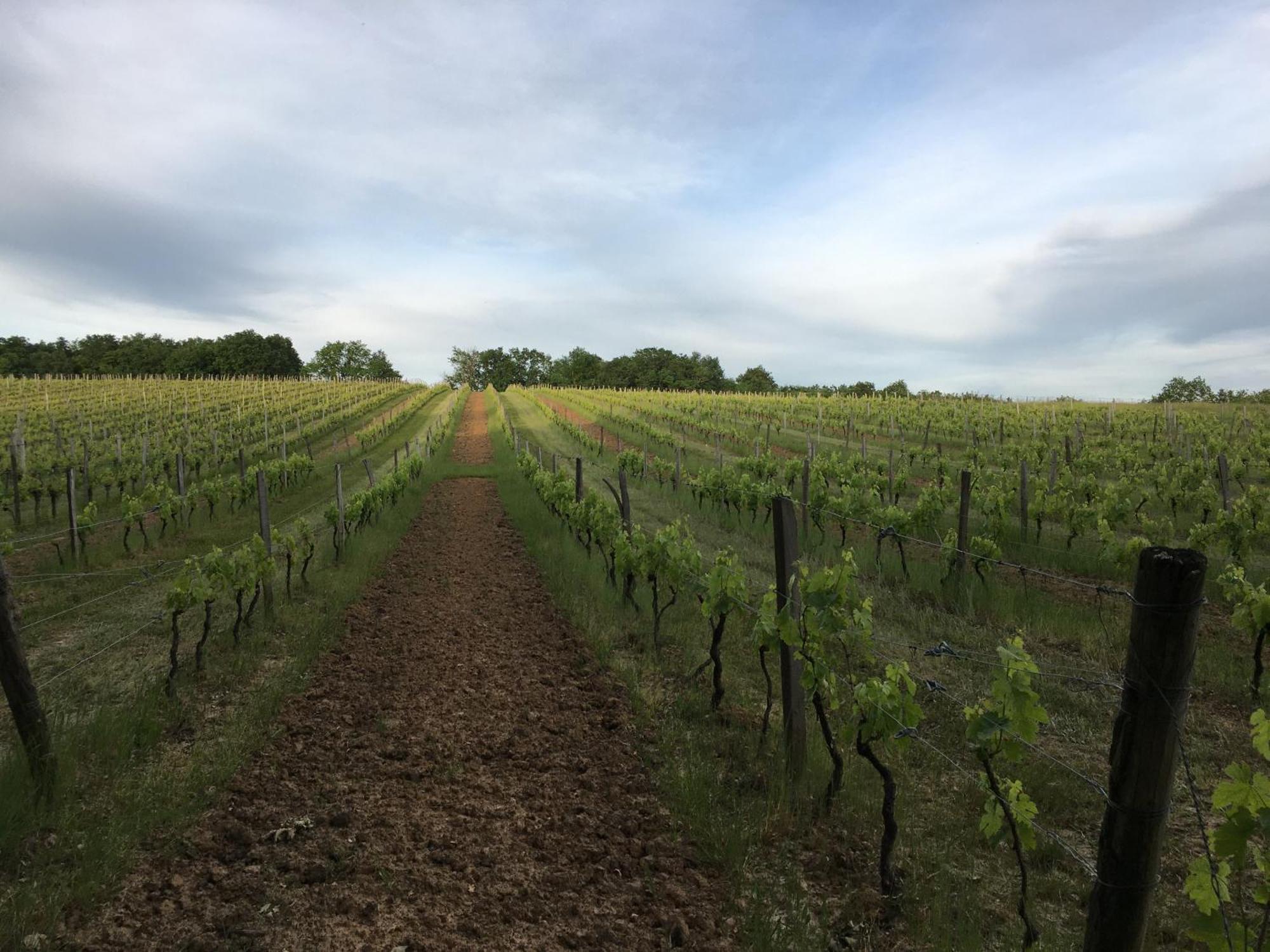 Chateau Masburel Fougueyrolles Bagian luar foto