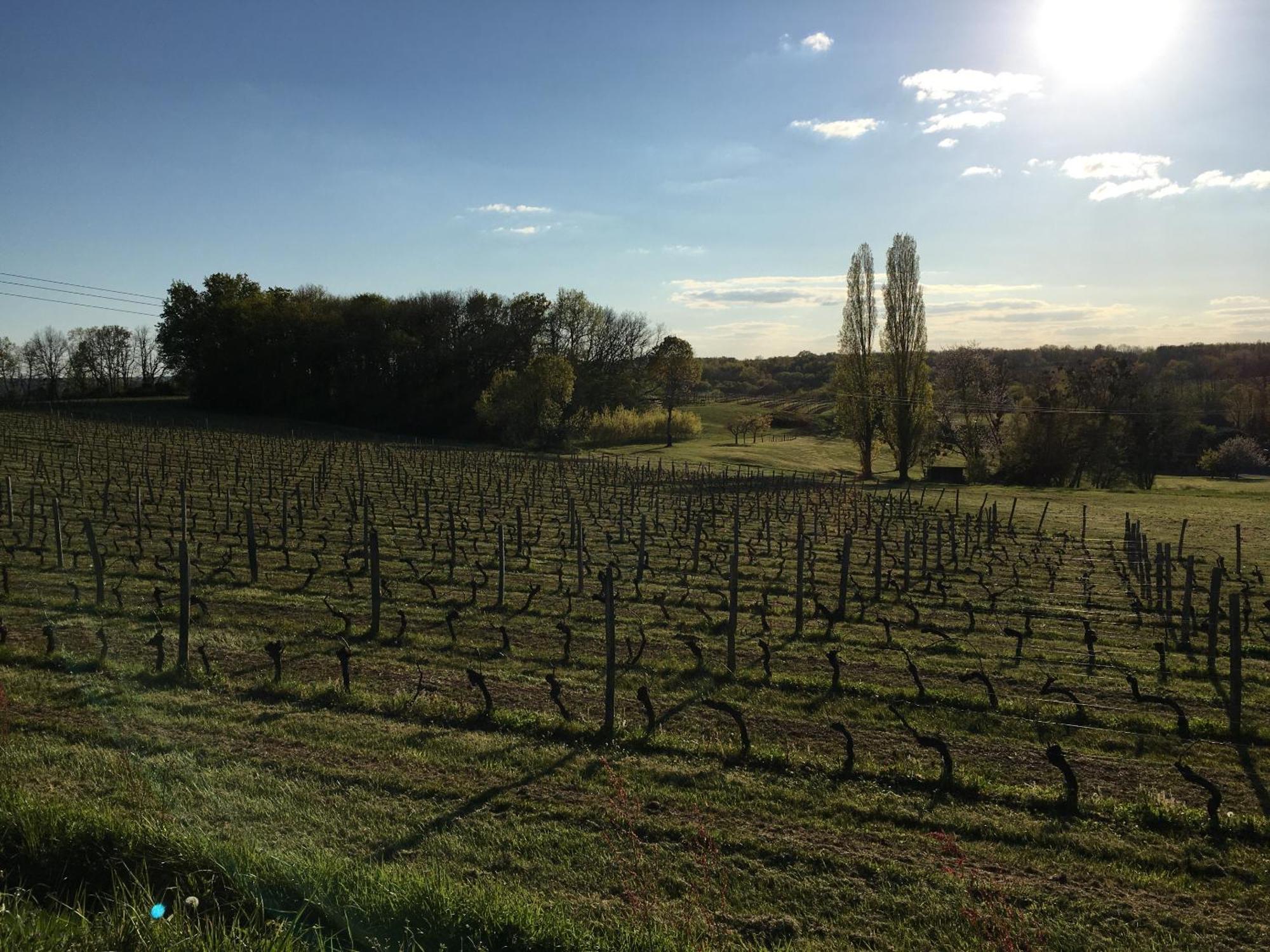 Chateau Masburel Fougueyrolles Bagian luar foto
